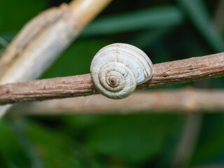 snail on a leaf © javier