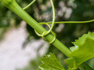 close up of a leaf of a plant