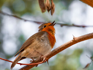 robin on a branch. robin in the snow