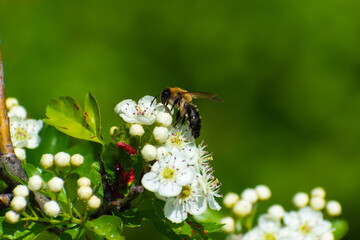 bee on a flower