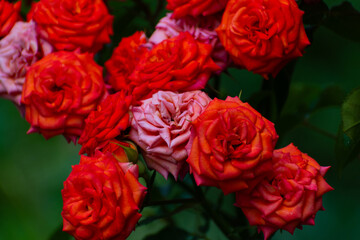 red and yellow roses