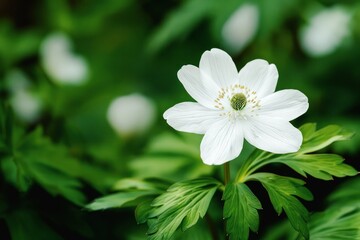 close-up of a white anemone flower in full bloom surrounded by green foliage