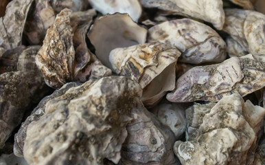 Racion de ostras de alta calidad