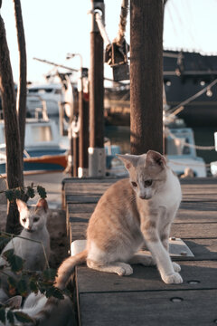 Two Street Cats by the Seaside Pier with Blurred Ships in Background, Perfect for Coastal Themes and Animal Photography