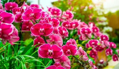 Blooming amazing beautiful orchid flowers in exotic tropical greenhouse, nature and gardening, panoramic view © aapsky