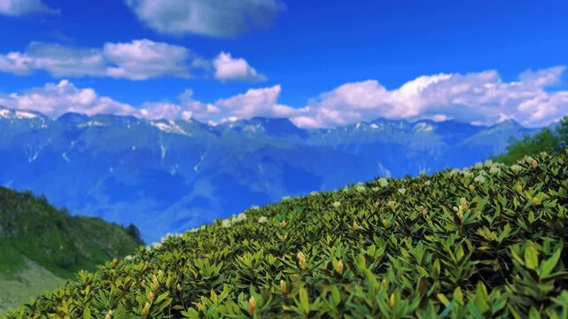 Flowers of rhododendron in caucasus mountains. Stream, mountain tops and clouds on blue sky 