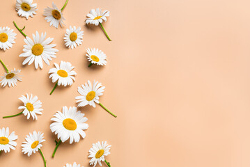 Chamomile daisy flowers on beige background