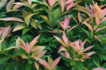 close up of plant bush leaves