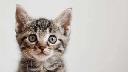Obraz premium Close up portrait of an adorable pet kitten white background