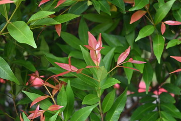 close up of plant bush leaves