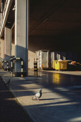 Fototapeta premium industrial, industry, dumpsters, waste management