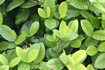 texture of plant bush with green leaves