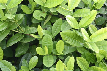 texture of plant bush with green leaves