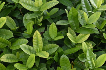 texture of plant bush with green leaves