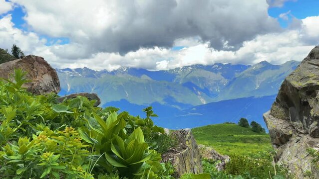 Flowers and grass of rhododendron in caucasus mountains, mountain tops and clouds on blue sky 