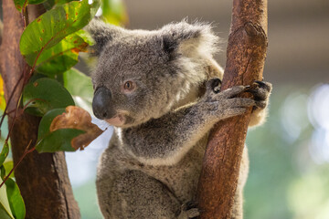 Close up view of a Koala marsupial native to Australia seen in it's natural habitat