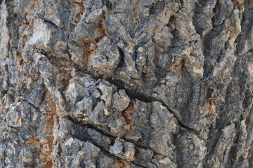 tree trunk texture