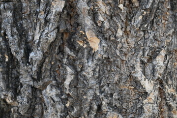 tree trunk texture