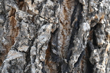 tree trunk texture