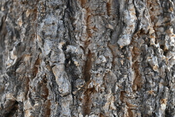 tree trunk texture