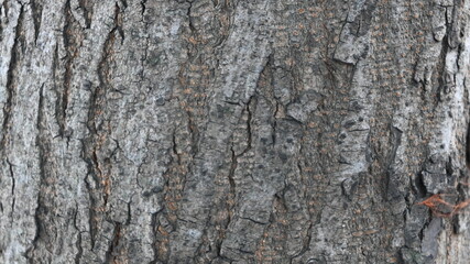 tree trunk texture
