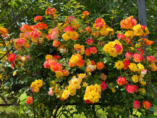 Rose climbing bush red yellow flowers on the garden fence