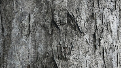 tree trunk texture