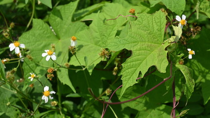 portrait of yellow flower with white petals