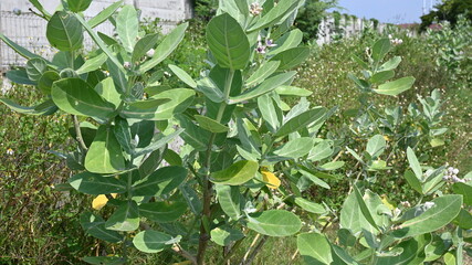 portrait of plant leaves