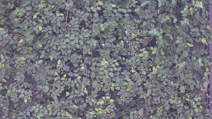 texture of plant bushes