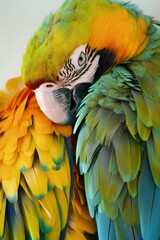 Fototapeta premium A tight shot of a parrot's face reveals a white and blue banding at its back end