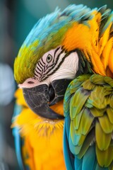 Fototapeta premium Blue, yellow, and green bird species