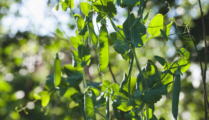 Fototapeta premium Garden pea flower and sweet pods in the vegetable garden.