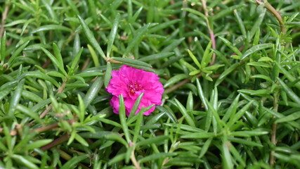Close Up of grass with small flowers