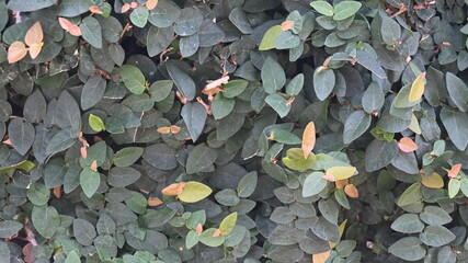 texture of plant bushes