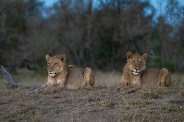 Two young lion cubs lying atop of a termite mound in the last bit of light, Greater Kruger. 