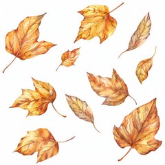 Obraz premium Watercolor illustration of various autumn leaves in shades of orange and brown scattered on a white background