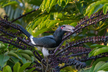 A Trumpeter Hornbill sitting in a green palm tree picking berries. 