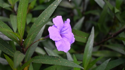 close up purple flowers