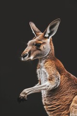 Fototapeta premium A tight shot of a kangaroo with front paws lifted and mouth agape