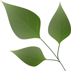 Bael Leaves Element in Flat Style.