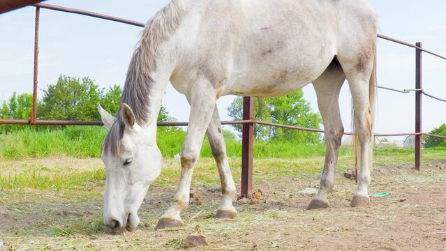 A Gentle White Horse Grazes on a Summer Day in a Rural Field