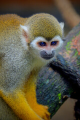 Portrait of squirrel monkey 