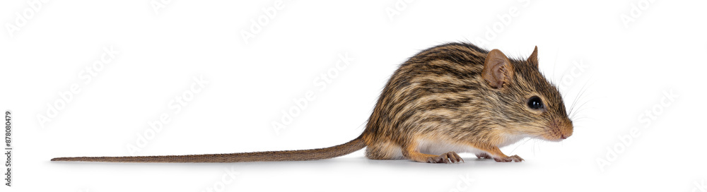 Poster striped grass mouse standing side ways. looking away from camera. copy space. isolated on a white ba