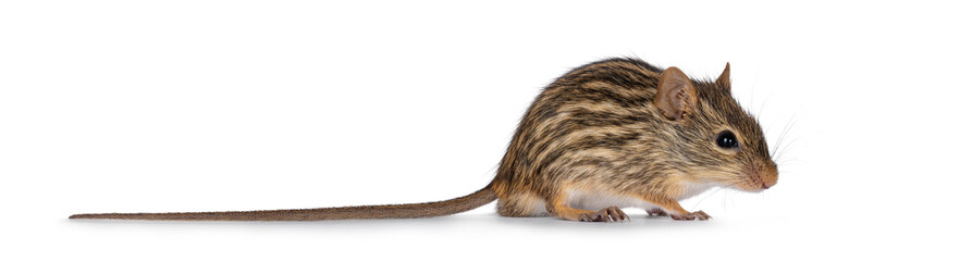 Striped grass mouse standing side ways. Looking away from camera. Copy space. Isolated on a white background.