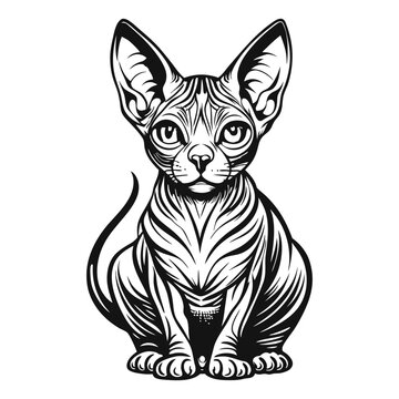 recommend clip art: Hairless Sphynx Cat Hand Drawn Engraved Ink Line Art Sketch Illustration