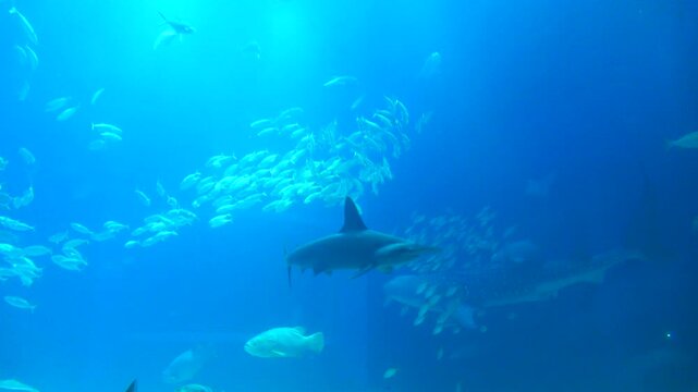 The Scalloped hammerhead sharks and schools of the Giant trevally and the Bigeye trevally swimming underwater with the Whale shark. 4K