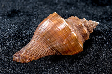Hemifusus Tuba Seashell on a black sand background