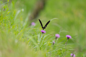 アザミの花に止まるアゲハチョウ