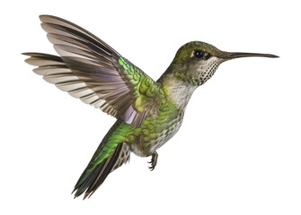 Naklejka premium Green hummingbird in flight, cut out - stock png.